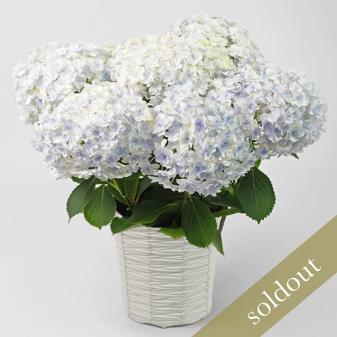 【母の日】淡いブルーの八重咲きのハイドランジア（アジサイ）の鉢植え