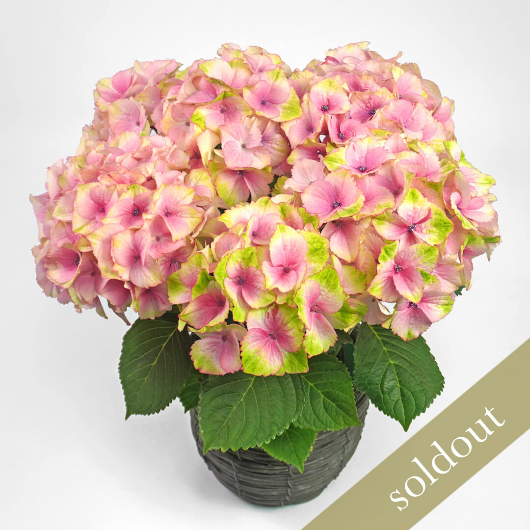 【母の日】ピンクとクリームイエローのグラデーションのハイドランジア（アジサイ）の鉢植え