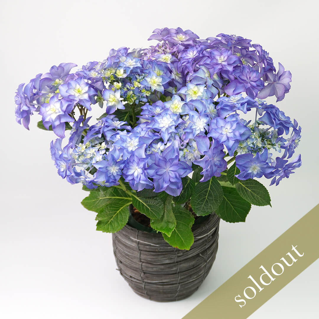 【母の日】ブルーの八重咲きのハイドランジア（アジサイ）の鉢植え