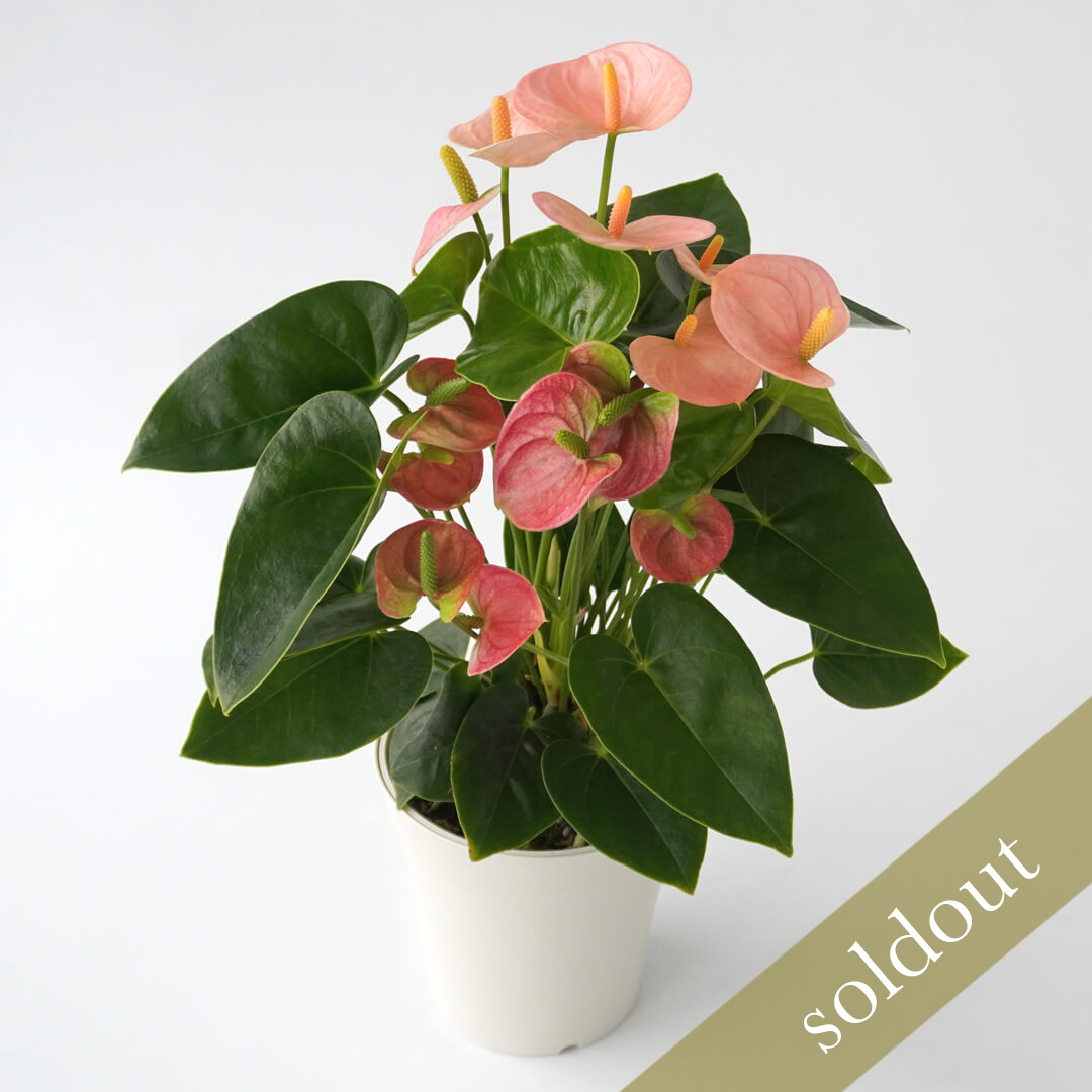 【母の日】淡いピンクのアンスリウムの鉢植え