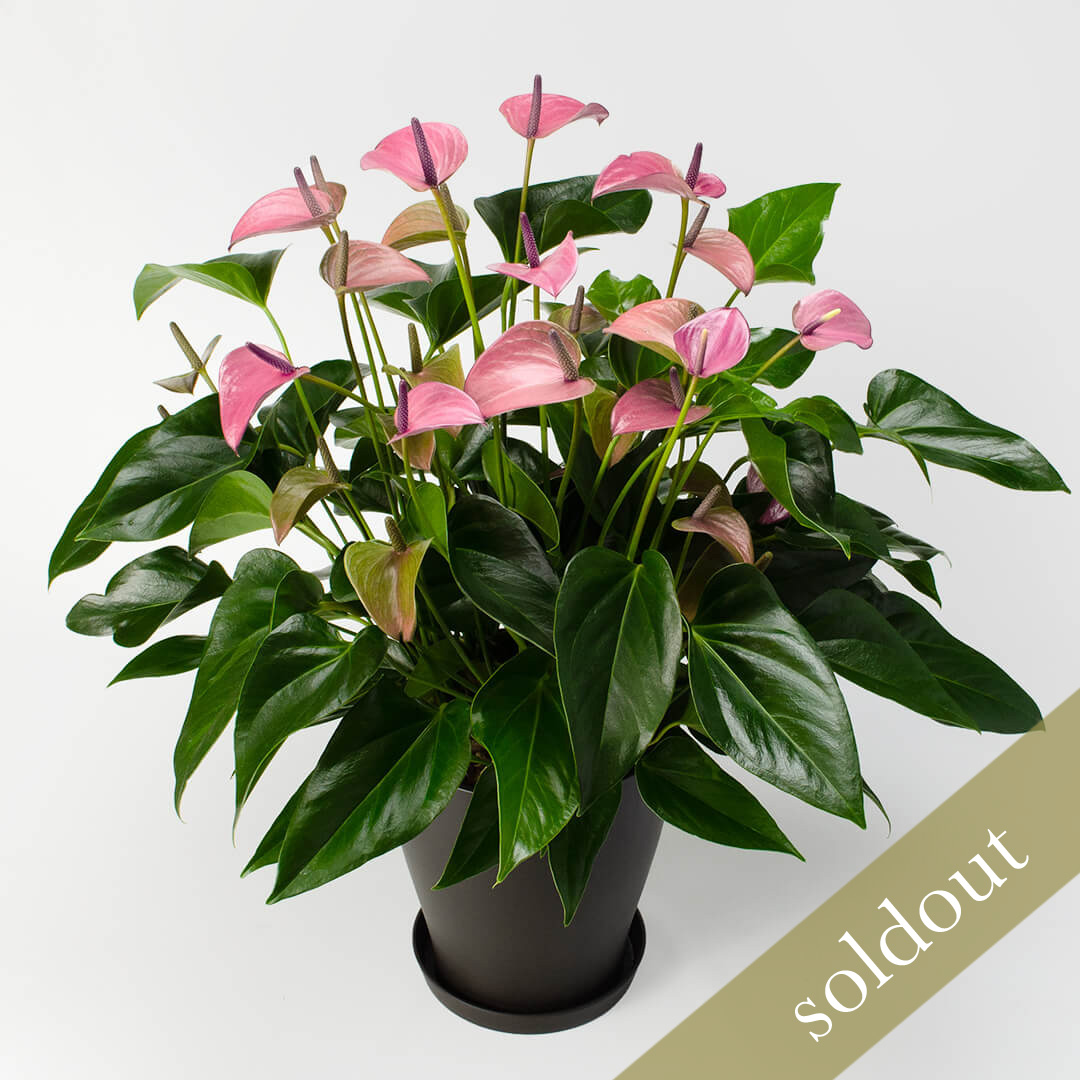 【母の日】淡い紫の大きなアンスリウムの鉢植え