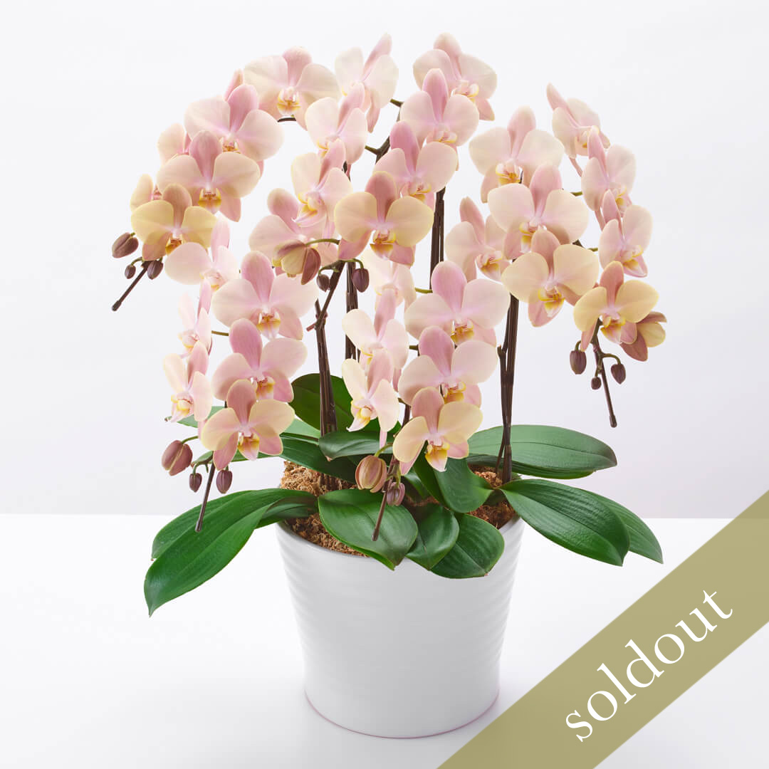 淡いベージュピンクのミディ胡蝶蘭