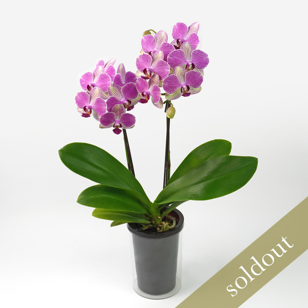 ピンクとクリーム色のグラデーションのミディ胡蝶蘭