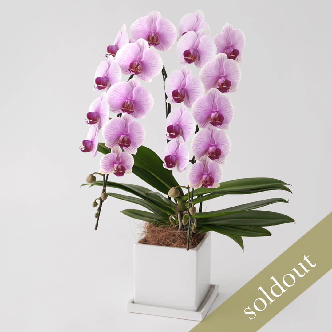 淡いピンクと白のグラデーションのミディ胡蝶蘭