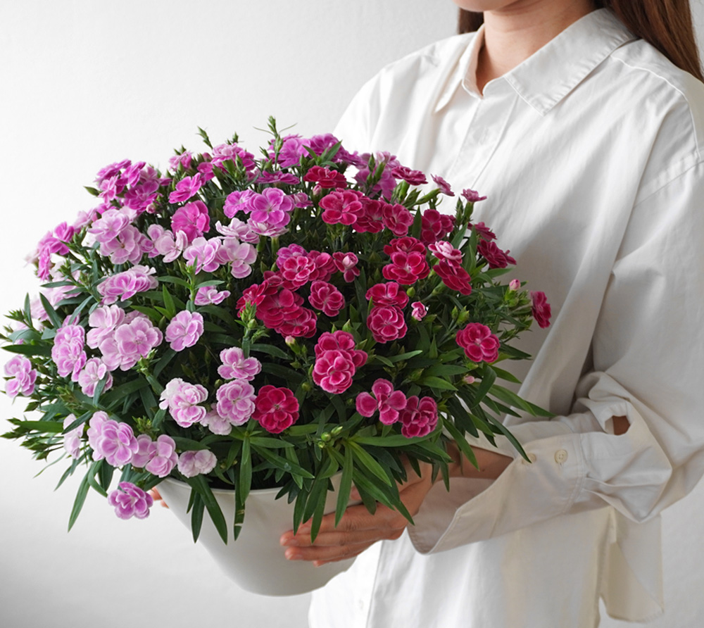 ピンク系のカーネーションの寄せ植え