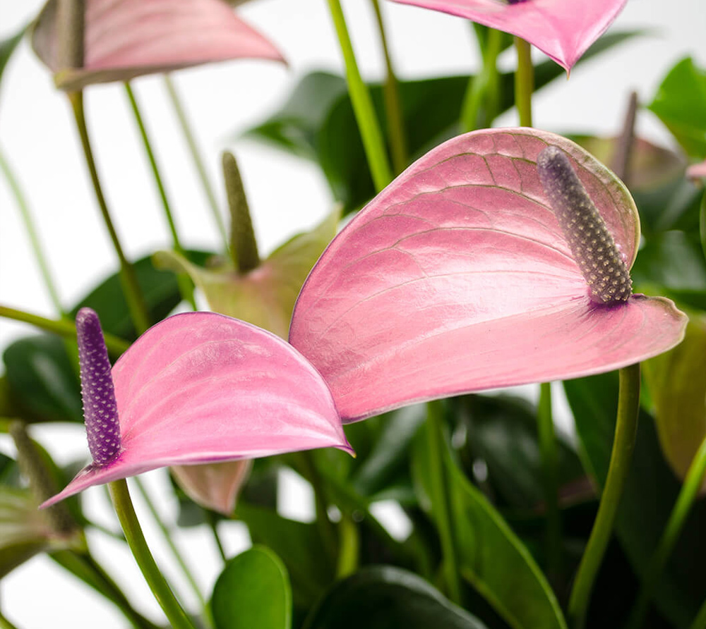 淡い紫の大きなアンスリウムの鉢植え