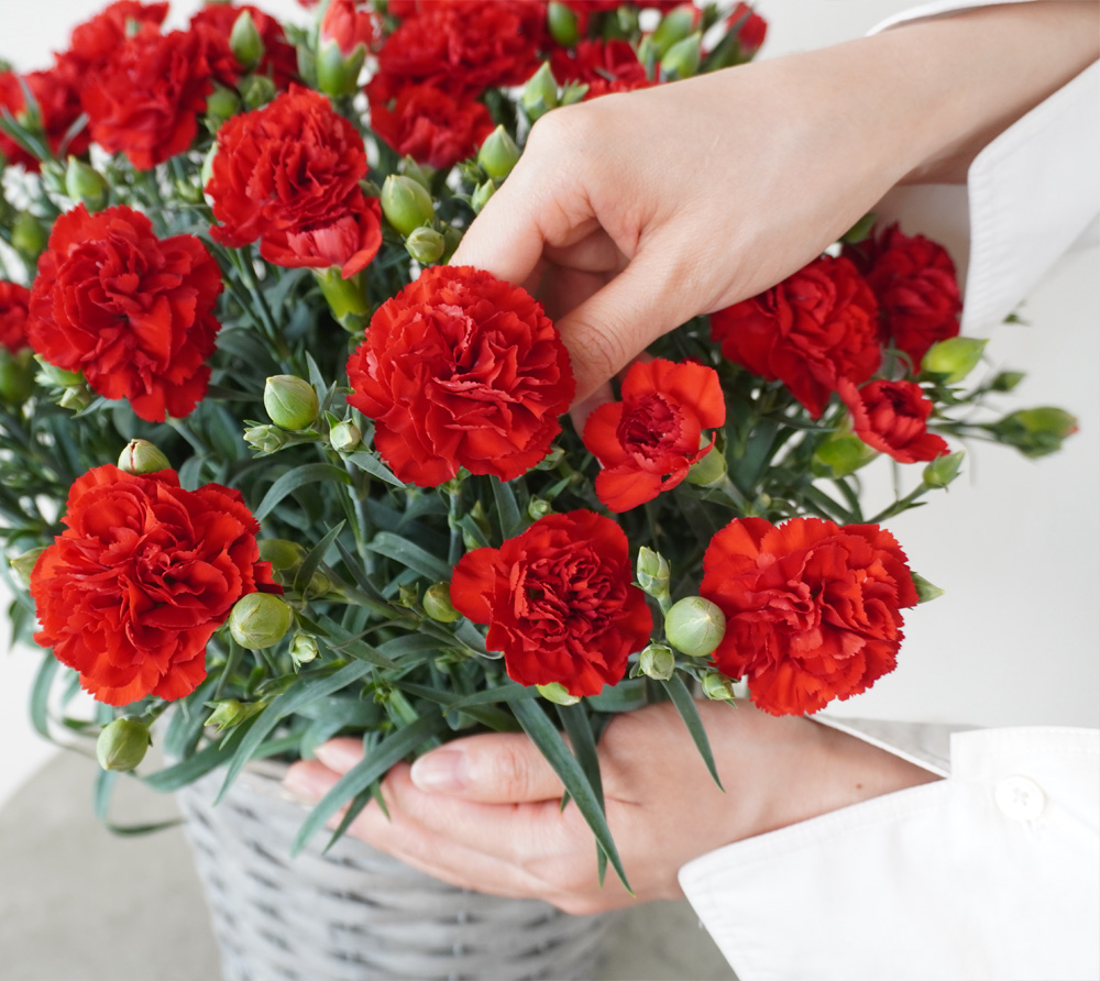 赤いのカーネーションの鉢植え