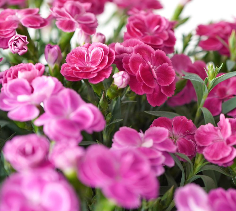 濃いピンク系のカーネーションの寄せ植え