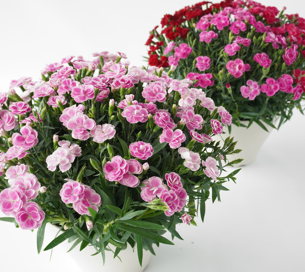 淡いピンク系と濃いピンク系のカーネーションの寄せ植え