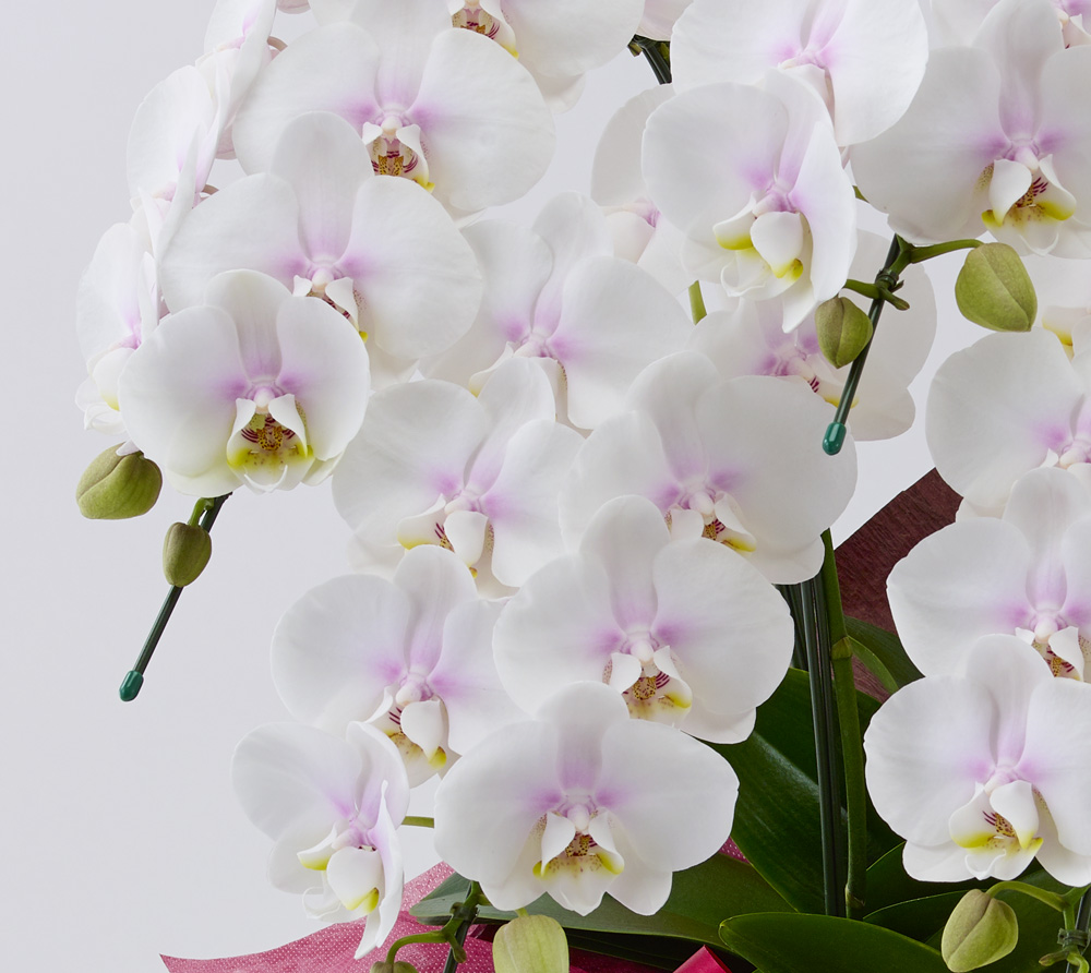 白い花びらにピンクのリップのミディ胡蝶蘭