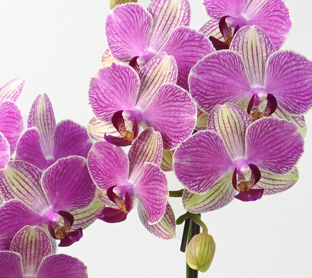 濃いピンクのミディ胡蝶蘭