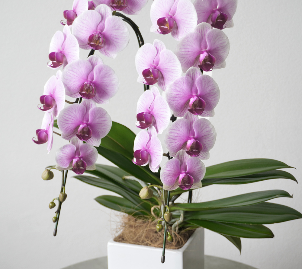 淡いピンクと白のグラデーションのミディ胡蝶蘭