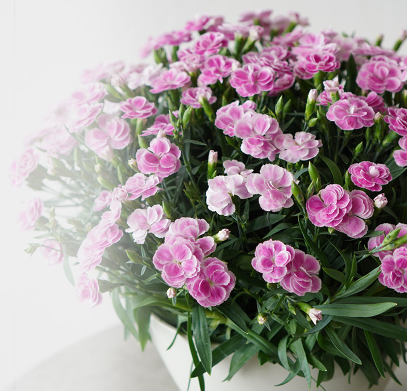 淡いピンクのカーネーションの鉢植え