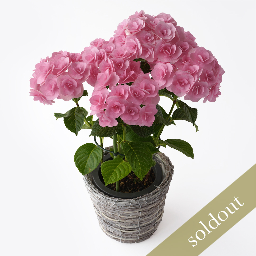 【母の日】ピンク色の紫陽花鉢植え