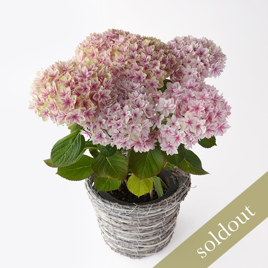 【母の日】ピンク色の紫陽花の鉢植え