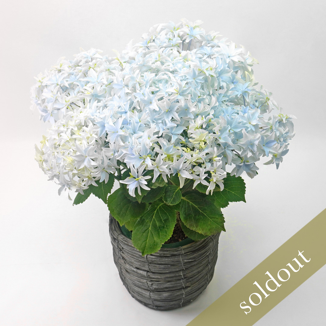 【母の日】ブルー系のグラデーションのハイドランジアの鉢植え