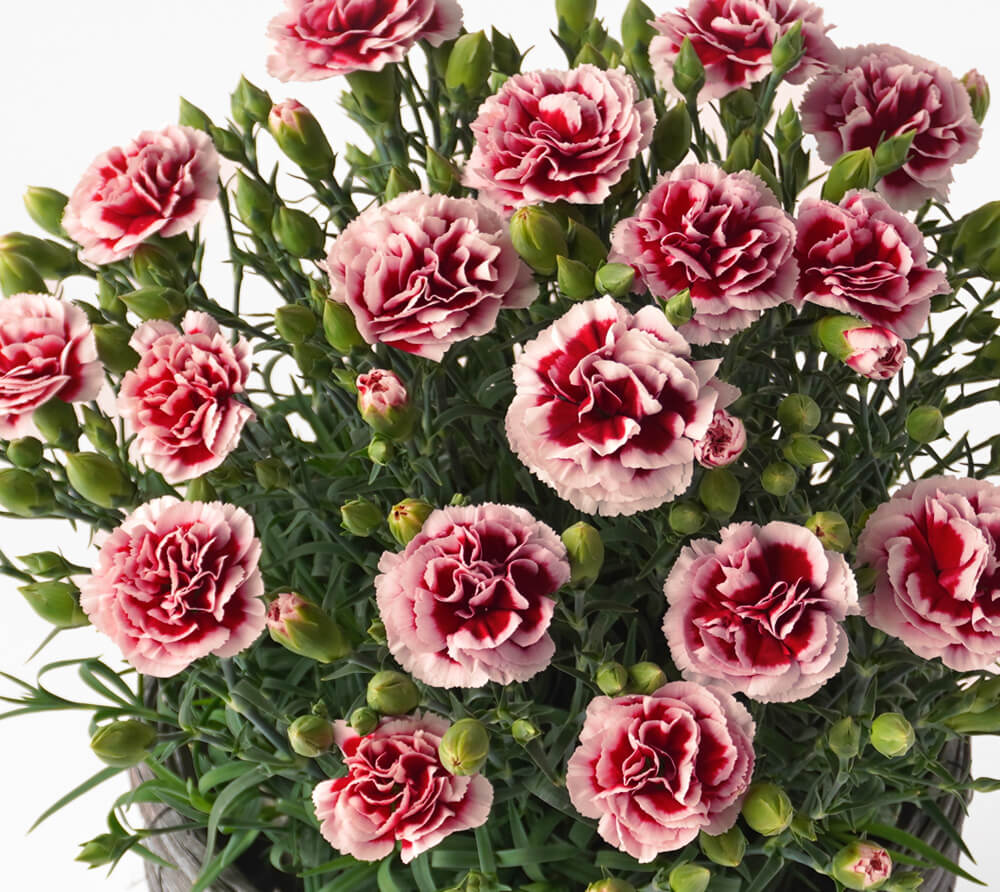 【母の日】カーネーションの鉢植え