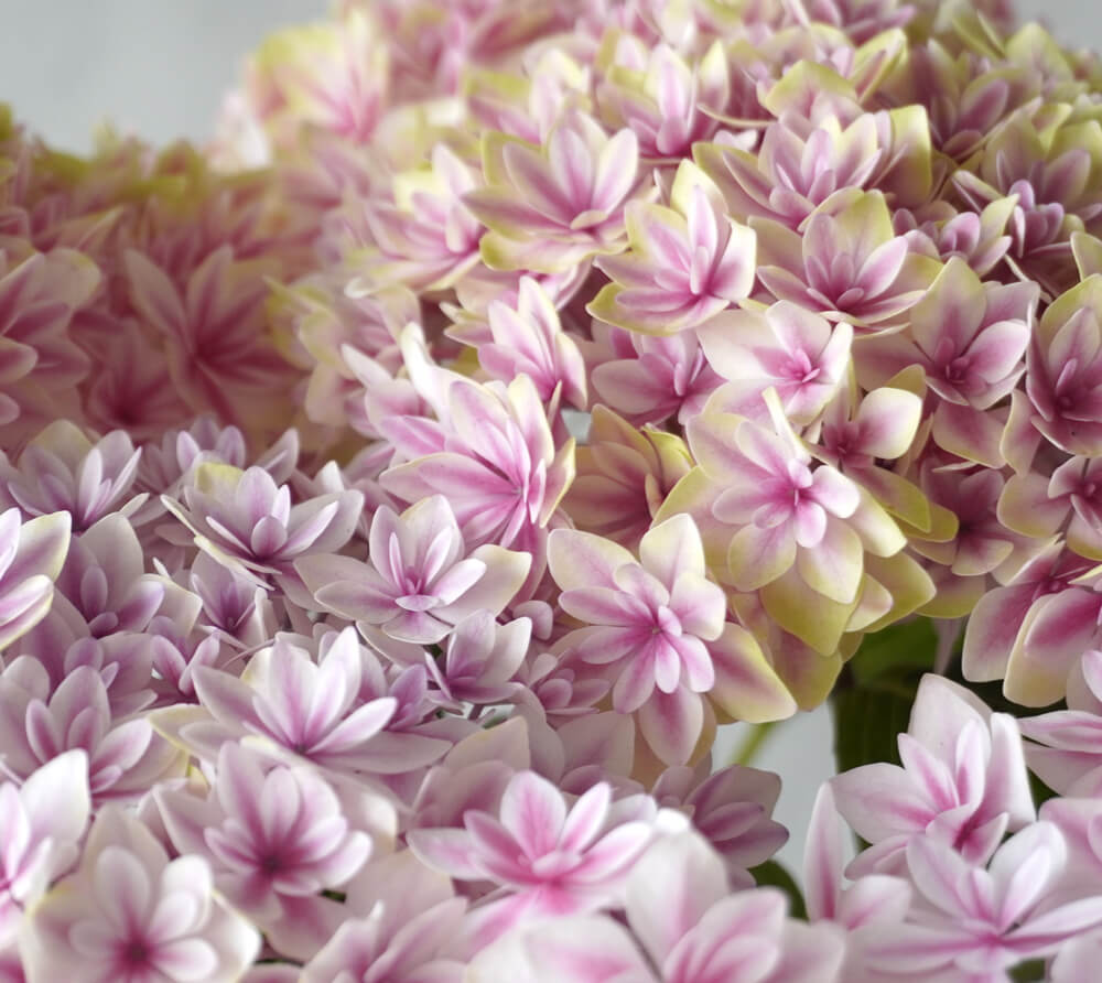 【母の日】淡いピンクのハイドランジアの鉢植え