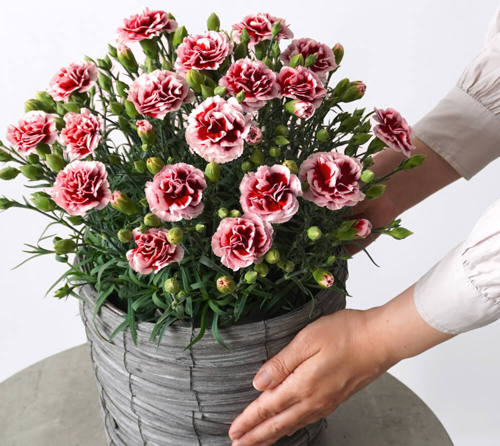 【母の日】濃い赤に淡いピンクの縁取りのカーネーション鉢植え