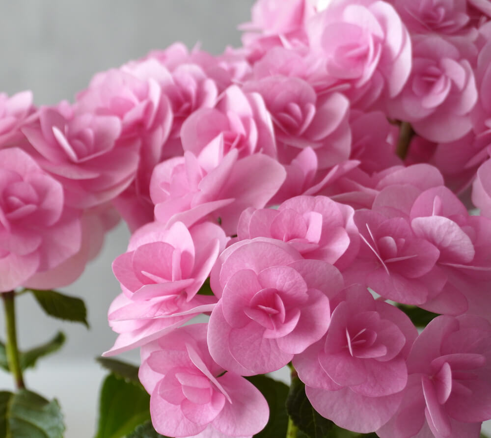 【母の日】ピンク色の紫陽花鉢植え
