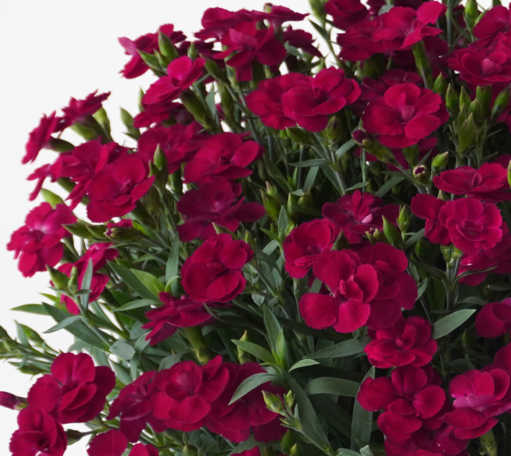 【母の日】深い赤色の一重咲きカーネーションの花鉢