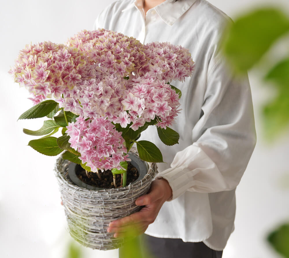 【母の日】淡いピンク色の紫陽花の鉢植え