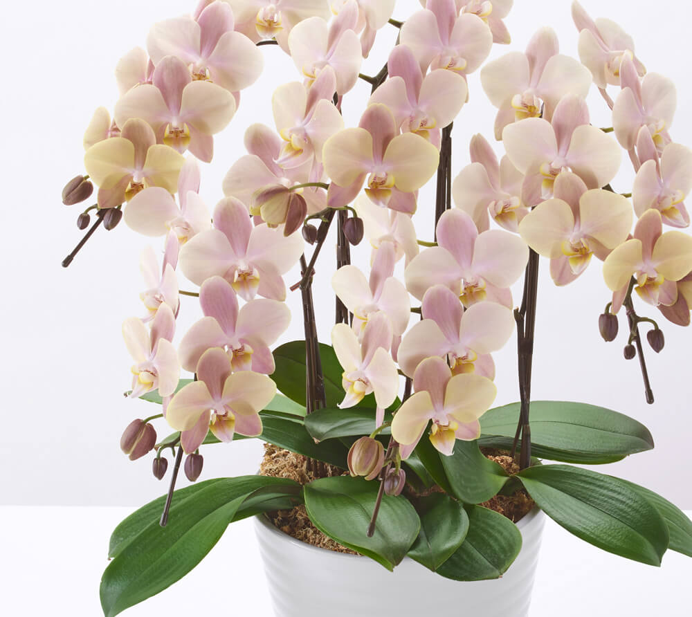 ピンクベージュのミディ胡蝶蘭