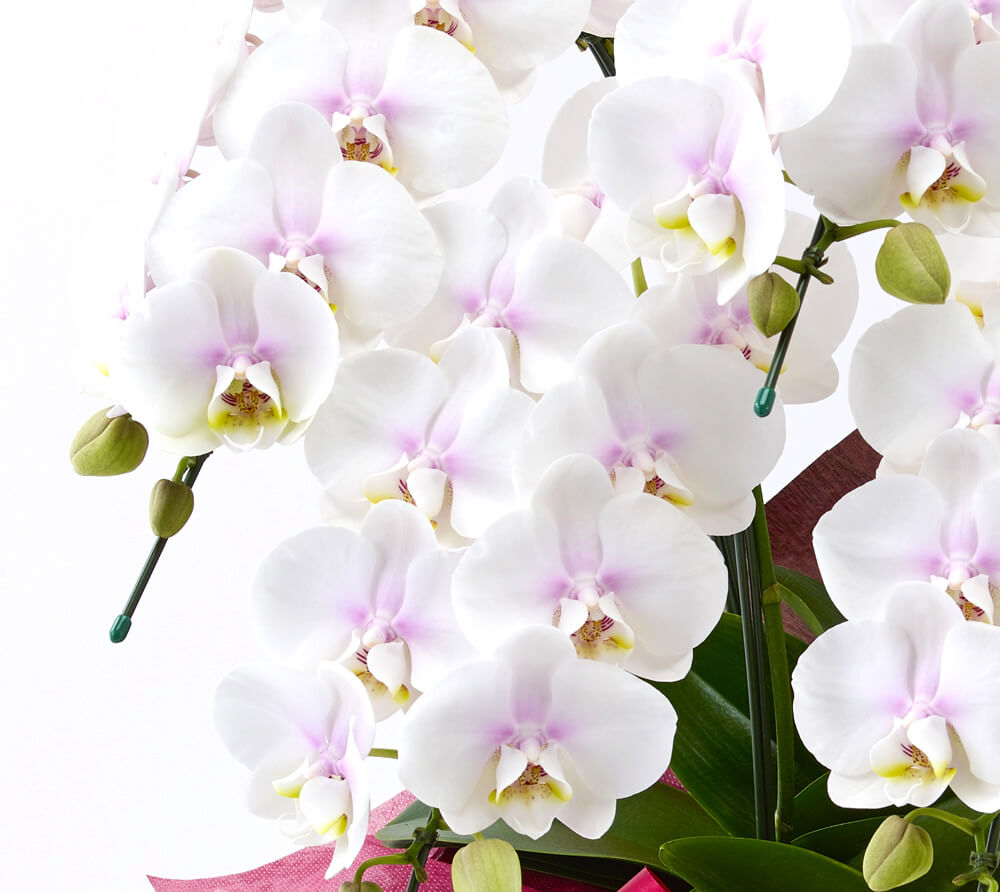 白い花びらにピンクのリップのミディ胡蝶蘭