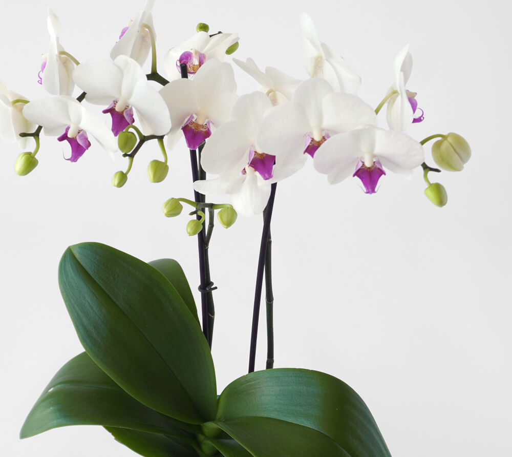 白い花びらに赤いリップのミディ胡蝶蘭