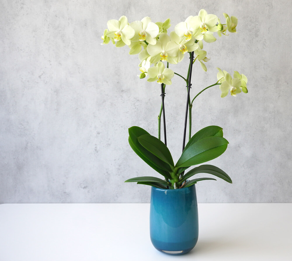 淡い黄色のミディ胡蝶蘭