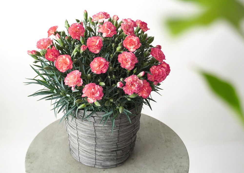 【母の日】鮮やかなピンクとイエローのカーネーションの鉢植え