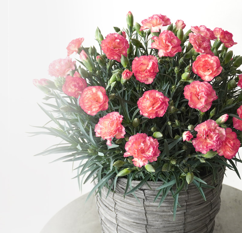 【母の日】鮮やかなピンクとイエローのカーネーションの鉢植え