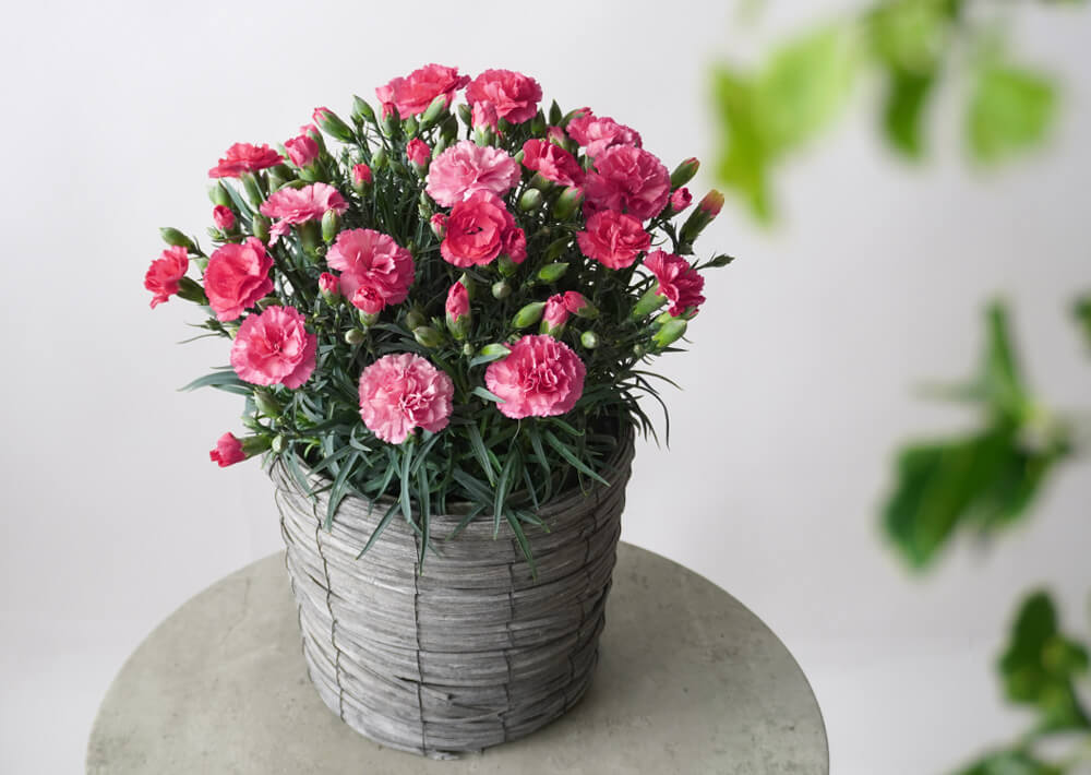 【母の日】濃淡ピンクのカーネーション鉢植え