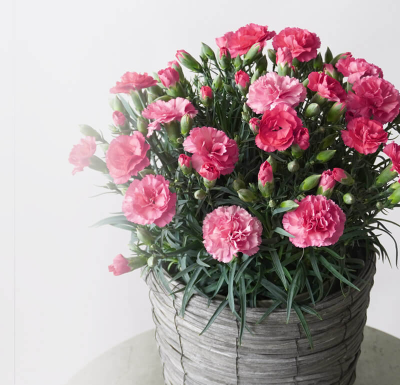 【母の日】濃淡ピンクのカーネーション鉢植え