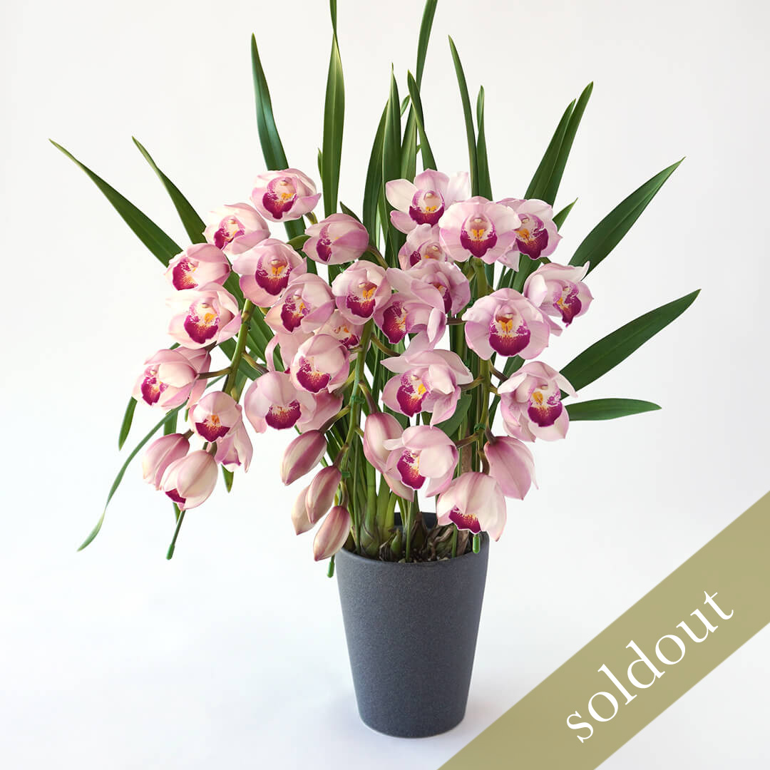 淡いピンクのアーチ型のシンビジュームの鉢植え