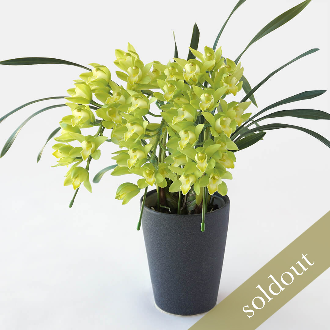 グリーンのアーチ型のシンビジュームの鉢植え