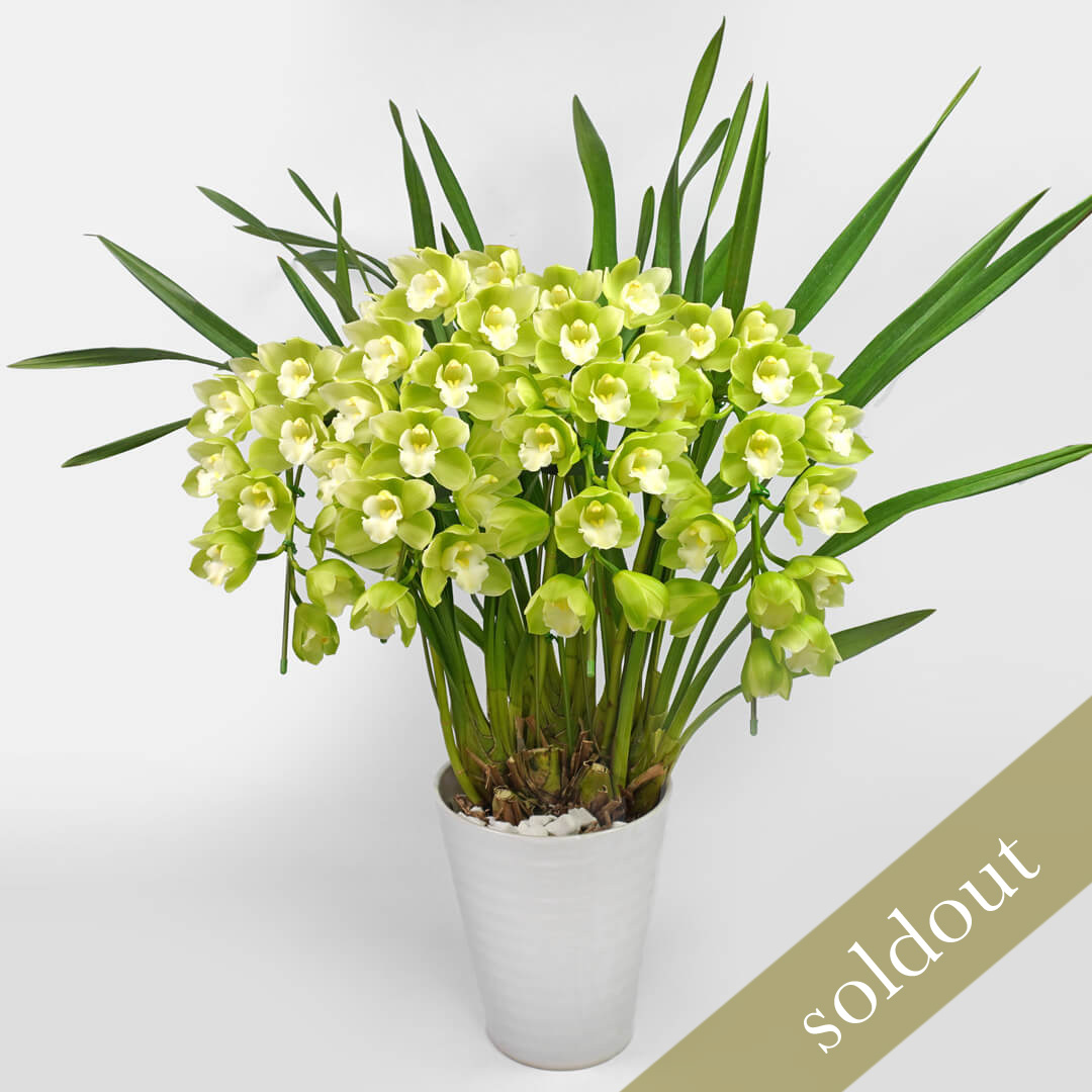 グリーンのアーチ型のシンビジュームの鉢植え