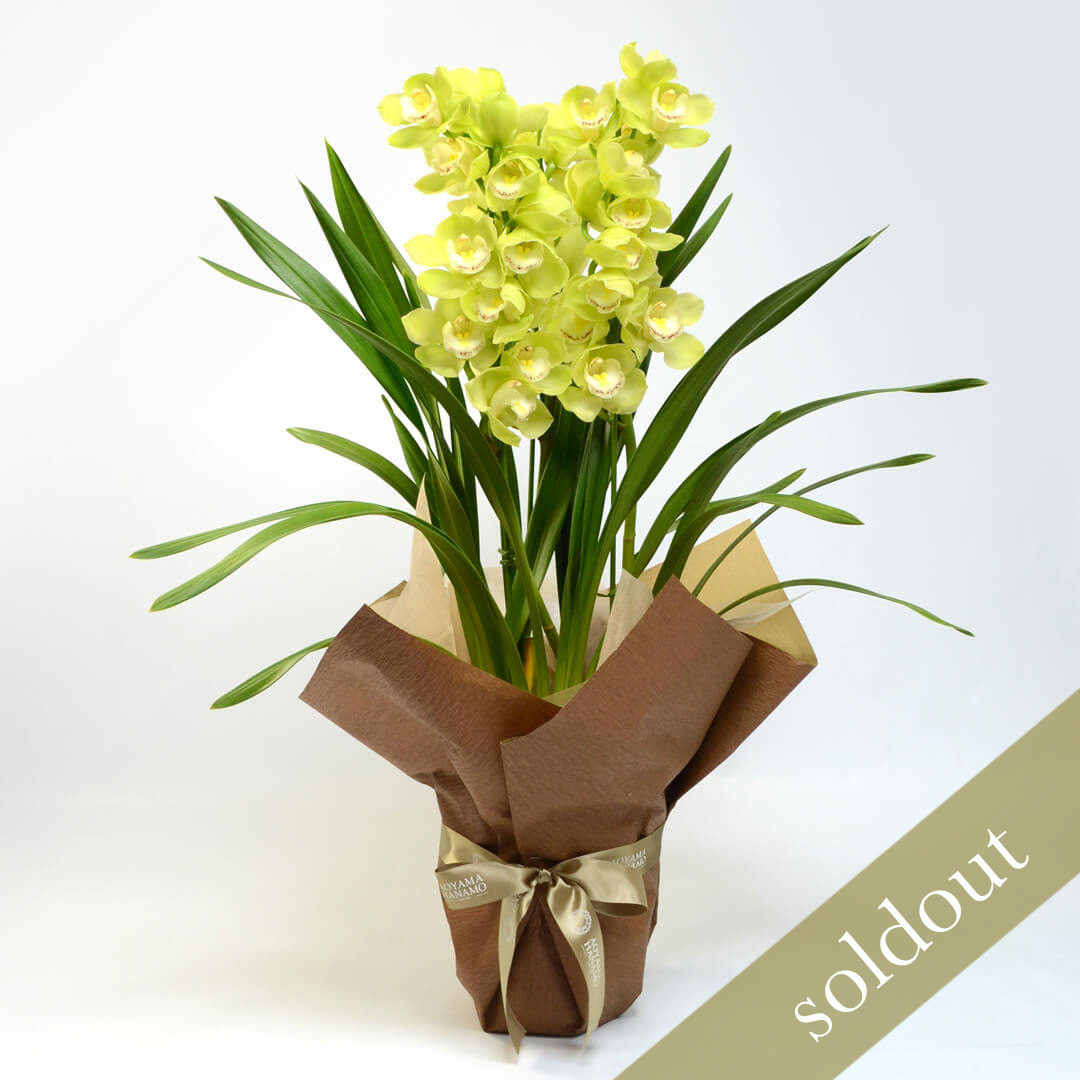 淡いグリーンのストレート型のシンビジュームの鉢植え