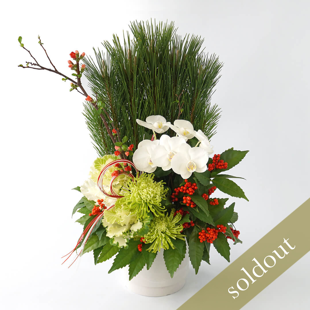 若松、千両、マム、白いミディ胡蝶蘭のアレンジメント