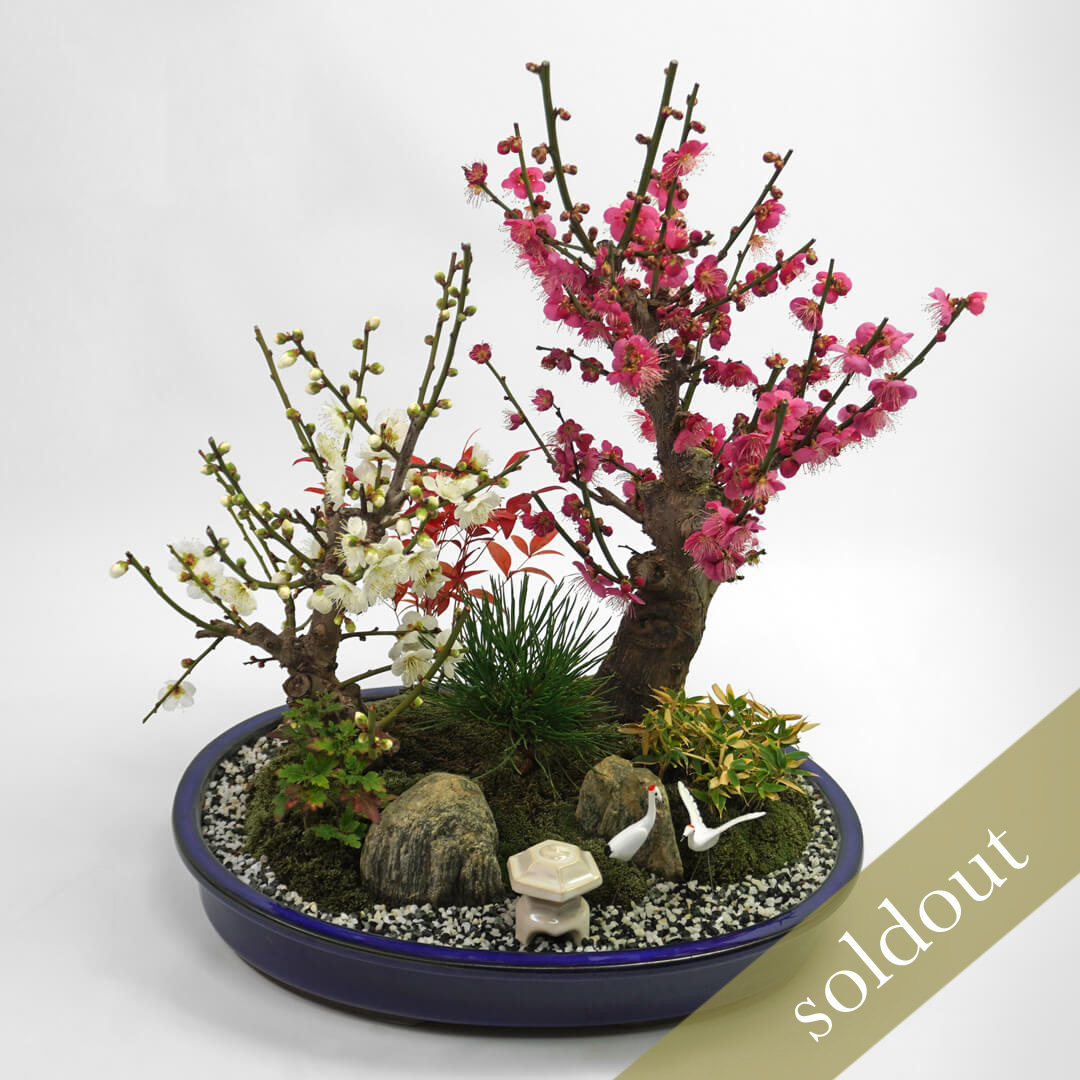 松と竹（笹）を添えた紅白梅の盆栽