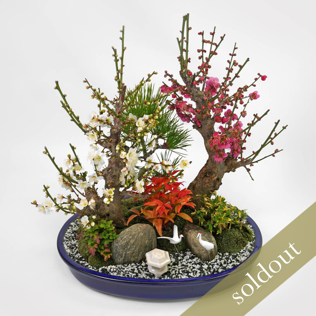 紅白の梅と松と竹（笹）を添えた盆栽