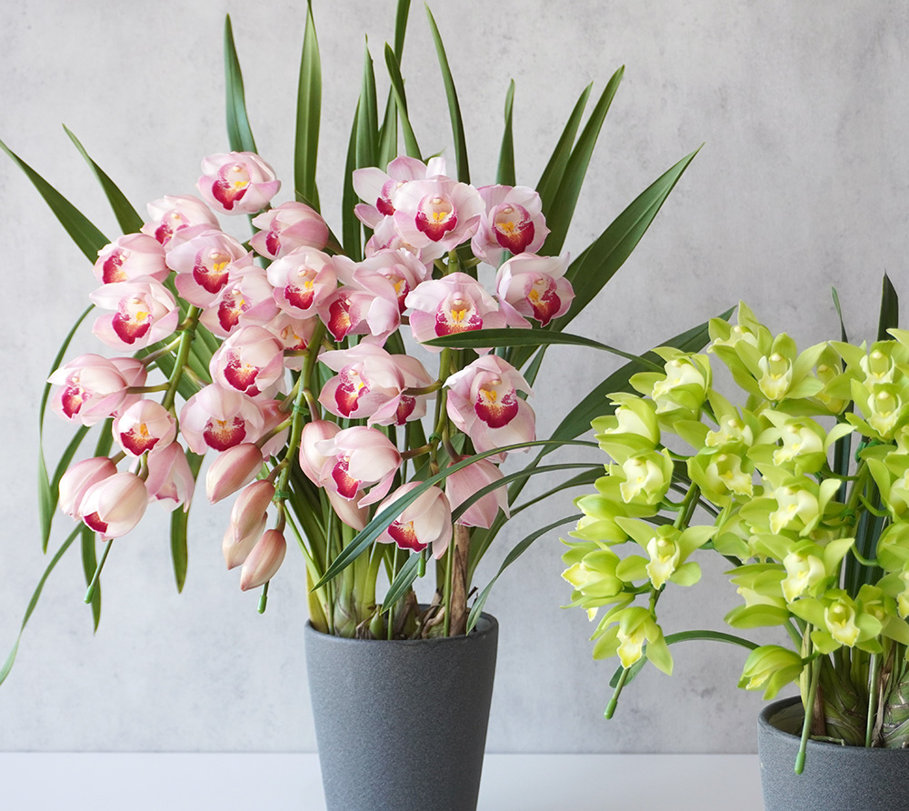 アーチ型3本立ちのピンクやグリーンのシンビジューム