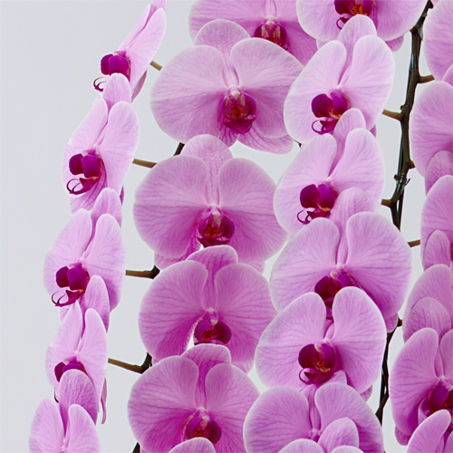 ピンクの大輪胡蝶蘭