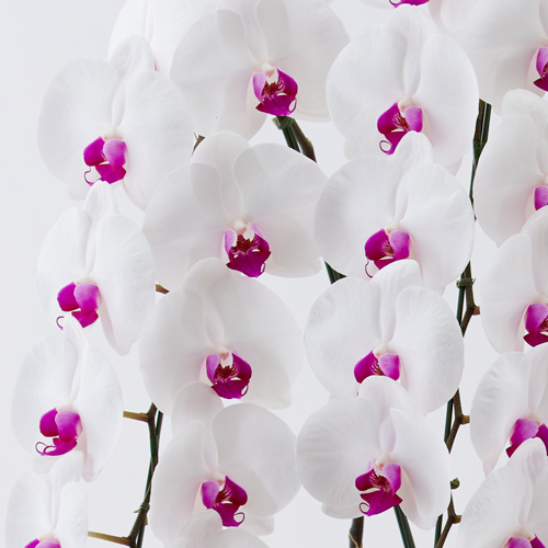 白に赤いリップの大輪胡蝶蘭