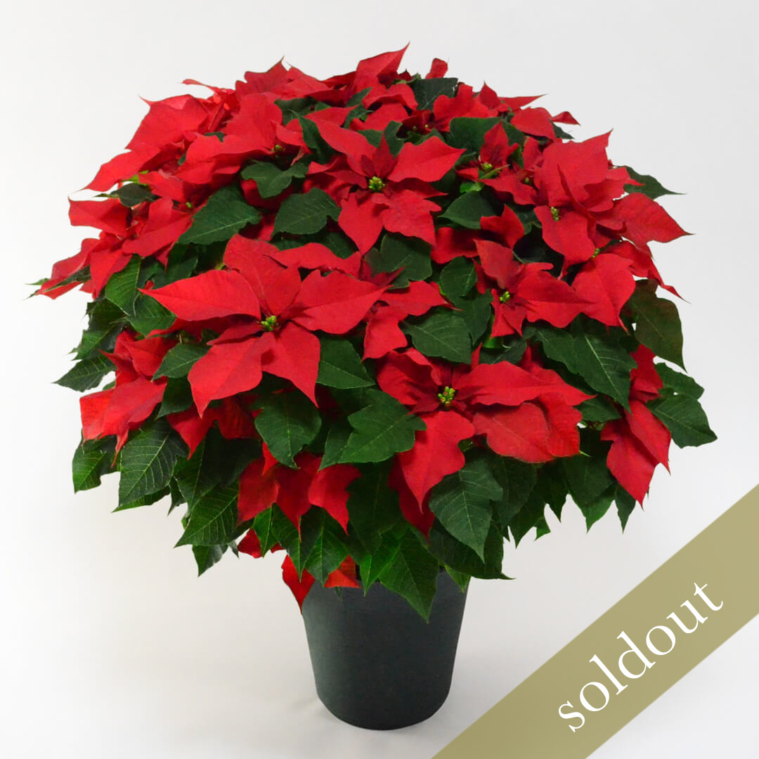 【お歳暮・クリスマス】大きなサイズの赤いポインセチアの鉢植え