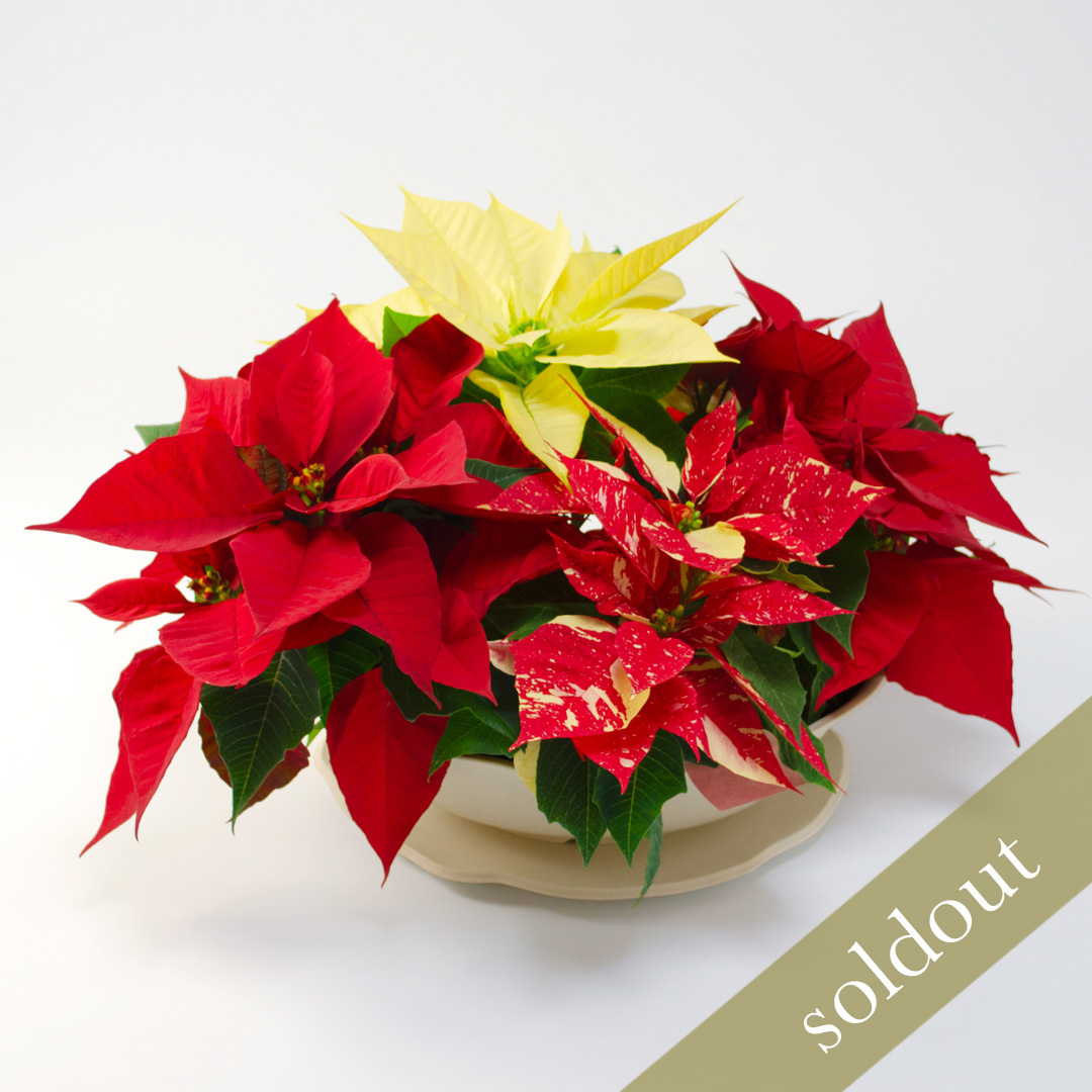 【お歳暮・クリスマス】テーブルサイズのポインセチアの鉢植え