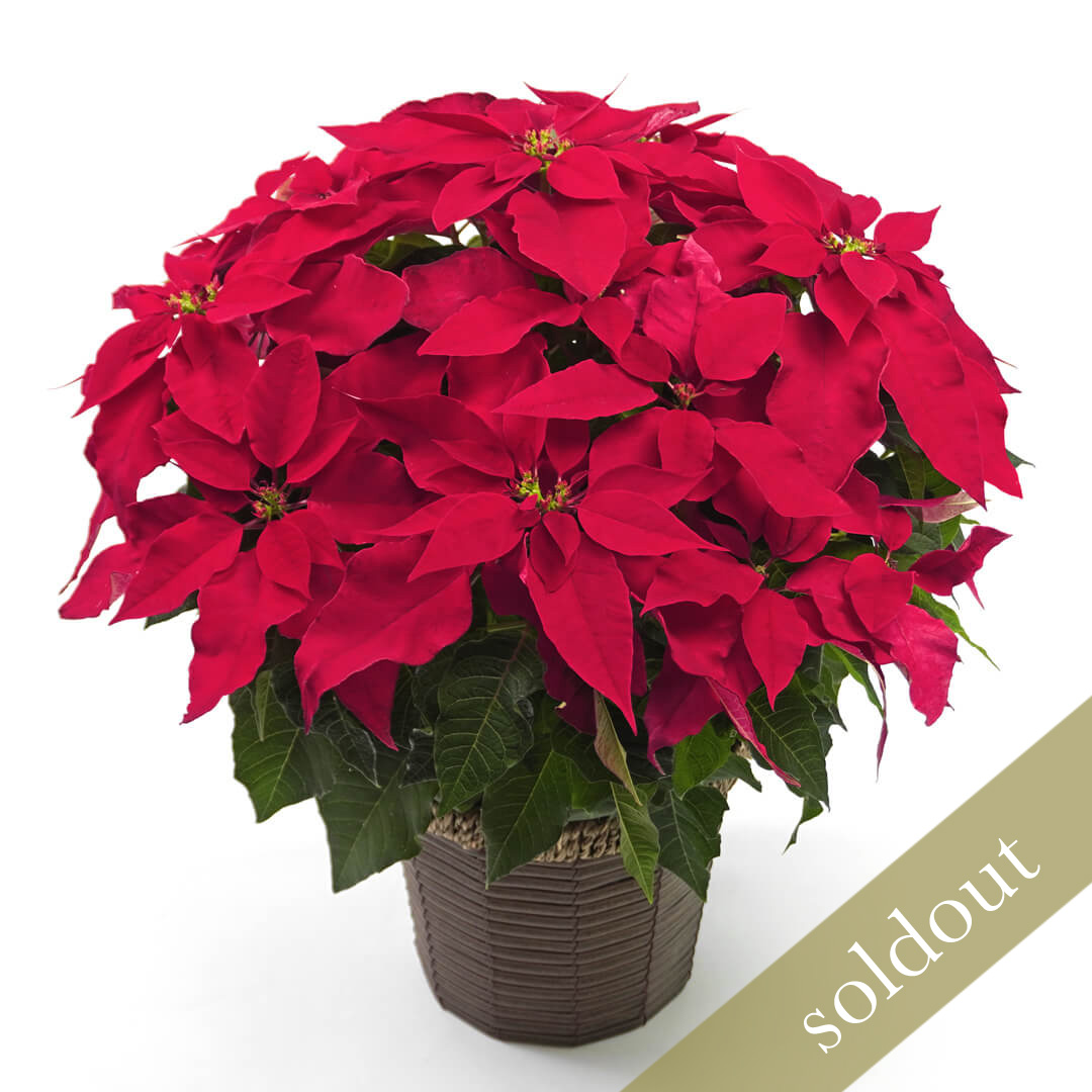 【お歳暮・クリスマス】ピンクのプリンセチアの鉢植え