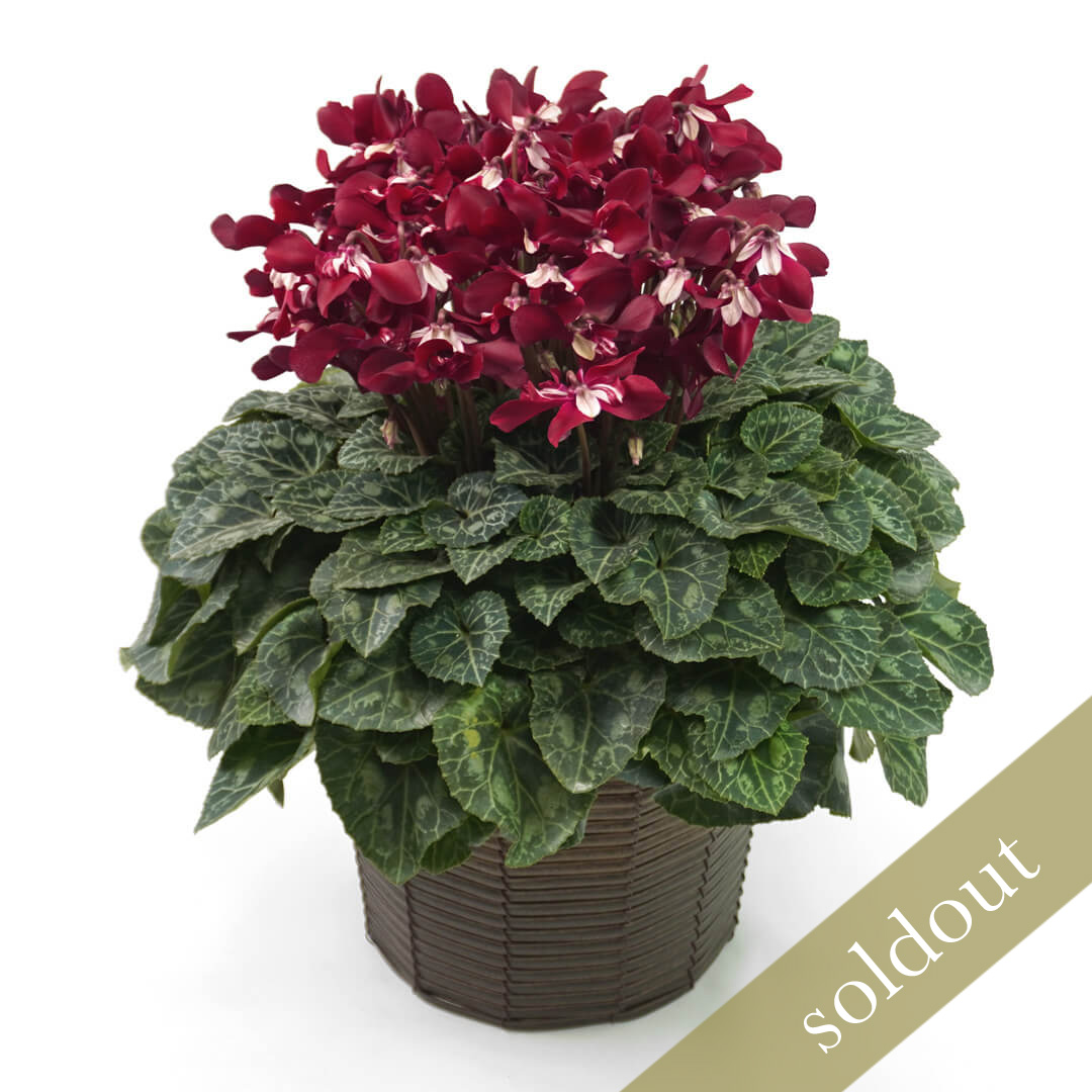 【お歳暮】ワインレッドのシクラメンの鉢植え