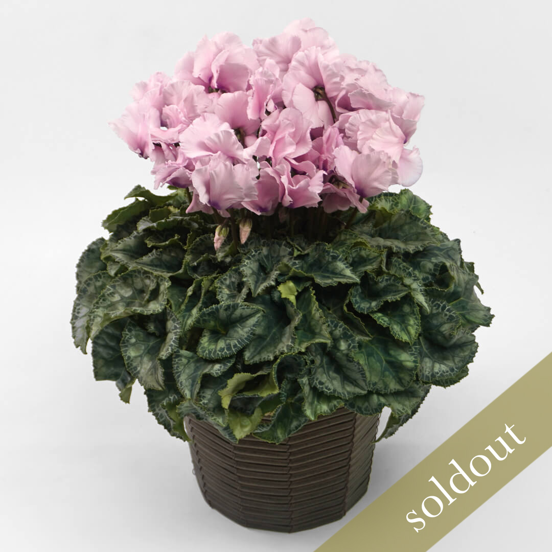 【お歳暮】淡いピンクのシクラメンの鉢植え