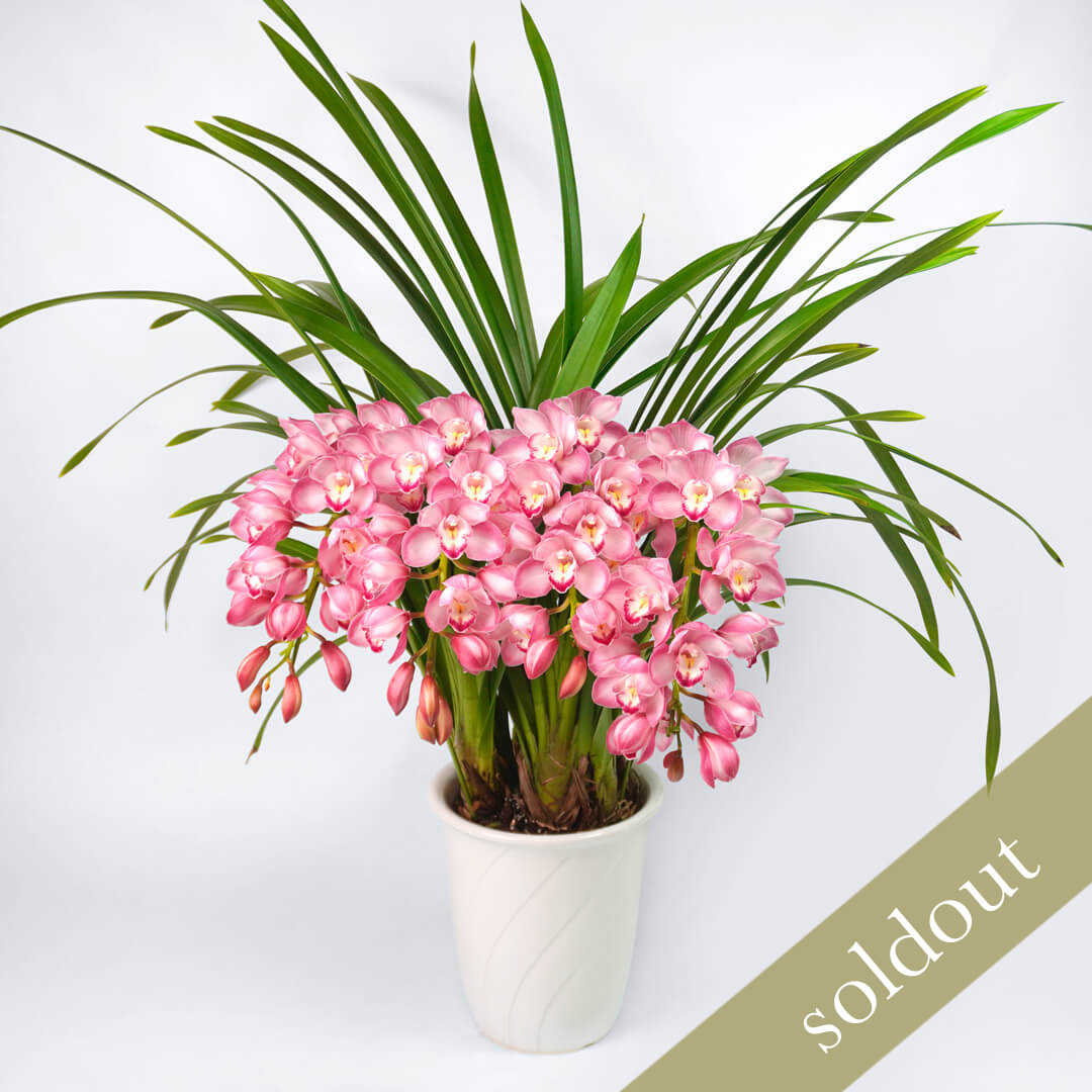 【お歳暮】ピンクのアーチ型のシンビジュームの鉢植え